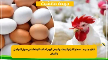 قفزة جديدة.. أسعار الفراخ البيضاء والبيض اليوم تخالف التوقعات في سوق الدواجن والبيض 1